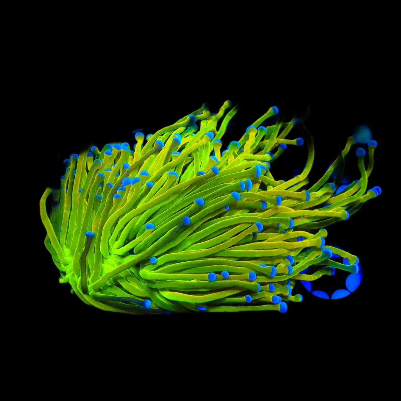 TSA Holy Grail Torch Coral - Image 3