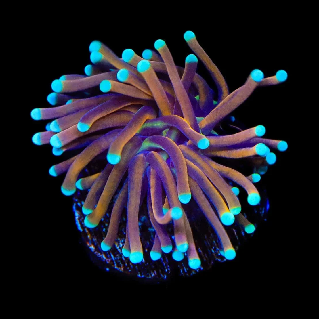 TSA Jester Insanity Torch Coral - Image 3