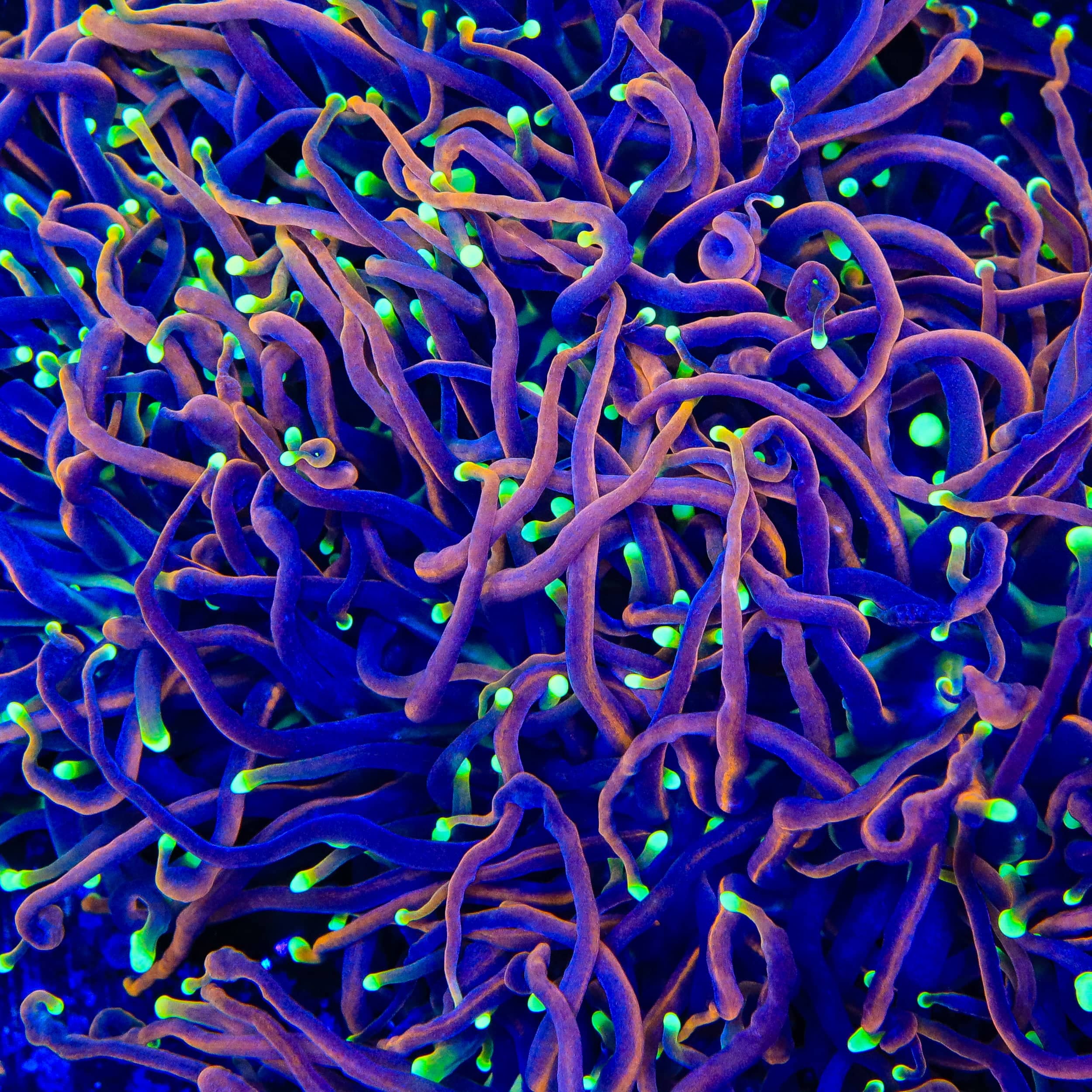 TSA Jester Insanity Torch Coral - Image 4