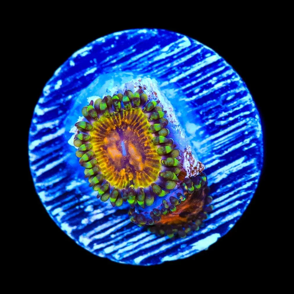 TSA Party On Zoanthids Coral - Image 3