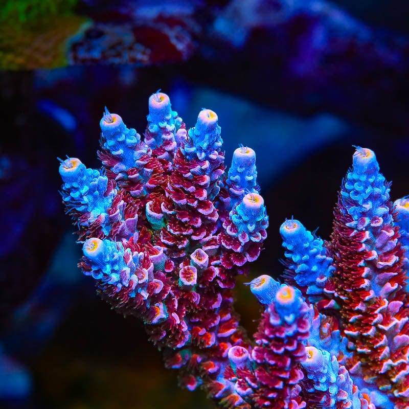TSA Rose Acropora Coral - Image 3