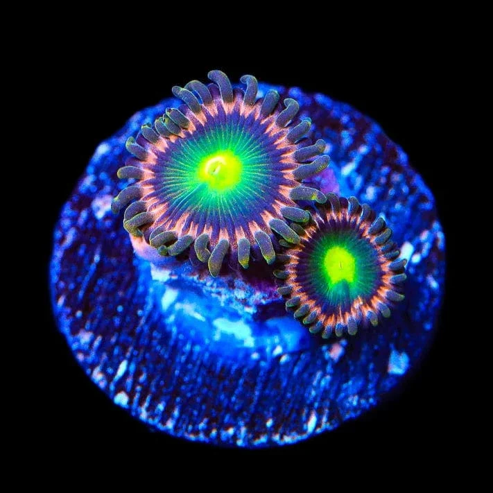 TSA Space Cadet Zoanthids Coral - Image 3