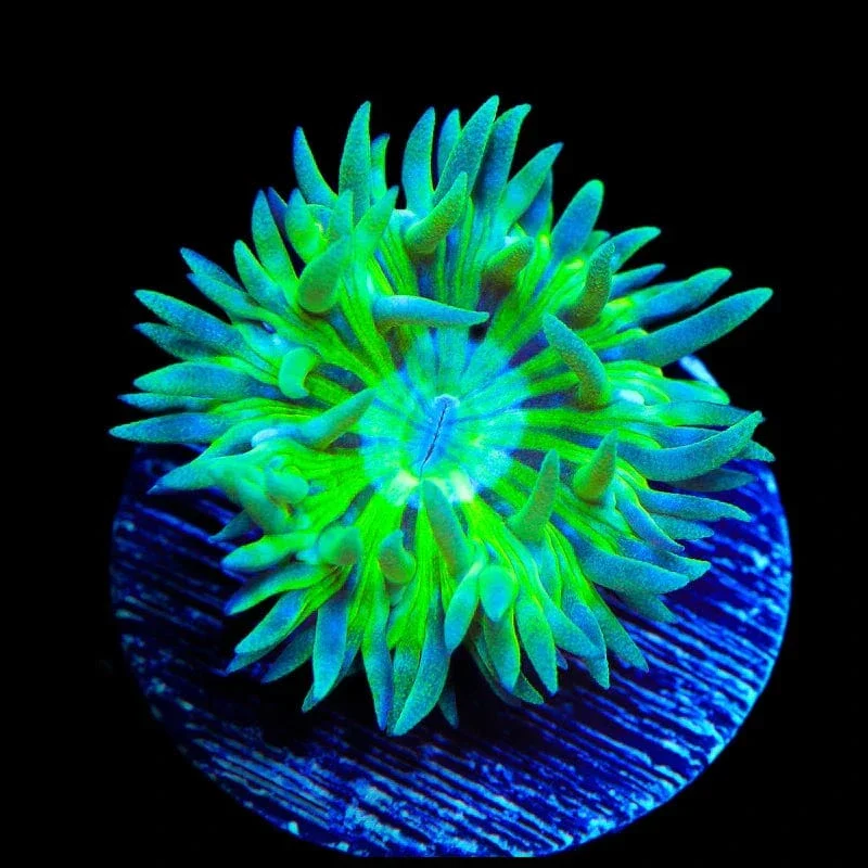 TSA Toxic Pinwheel Duncan Coral - Image 3