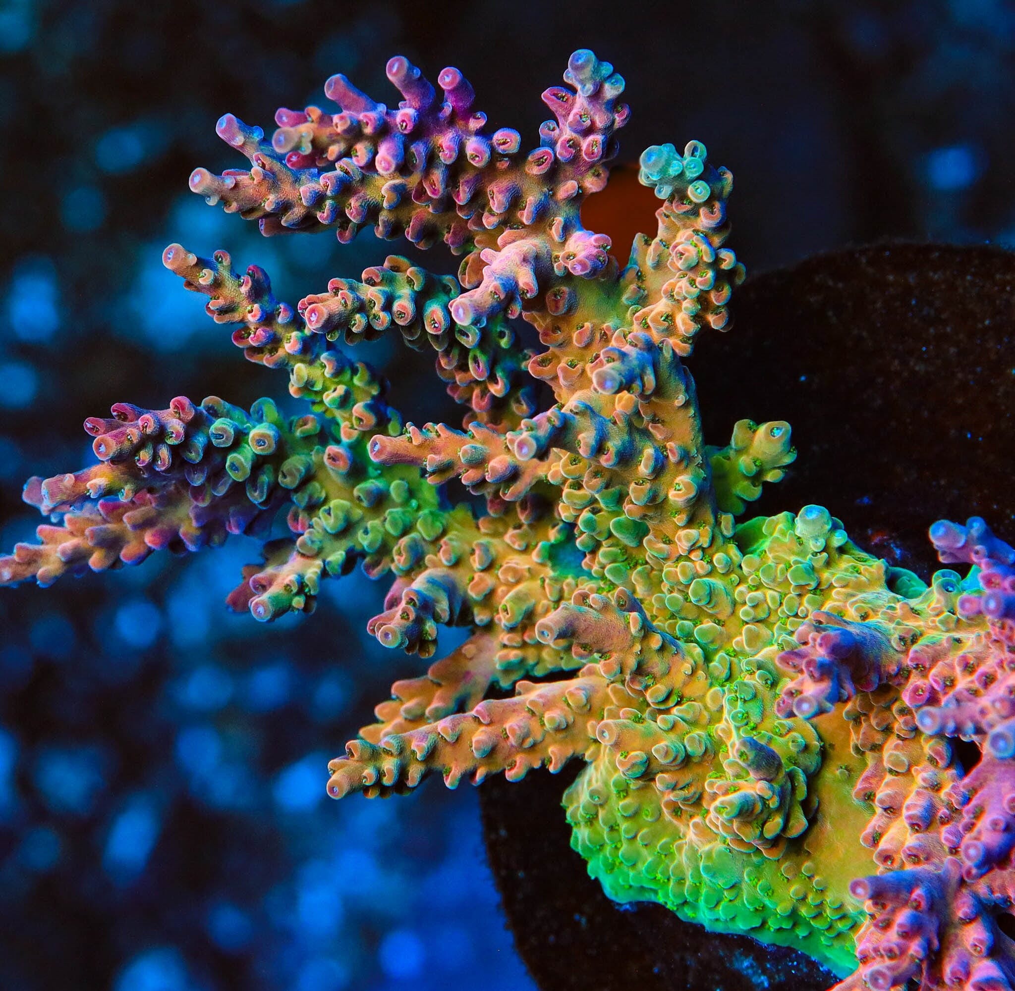UC Jaw Dropper Jr Acropora Coral - Image 3